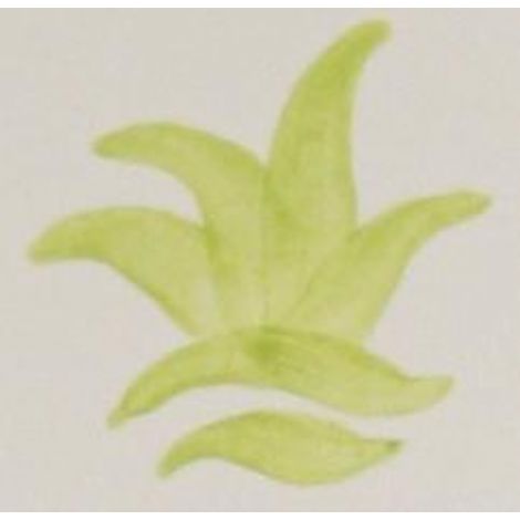 Colorant vert pistache 100g