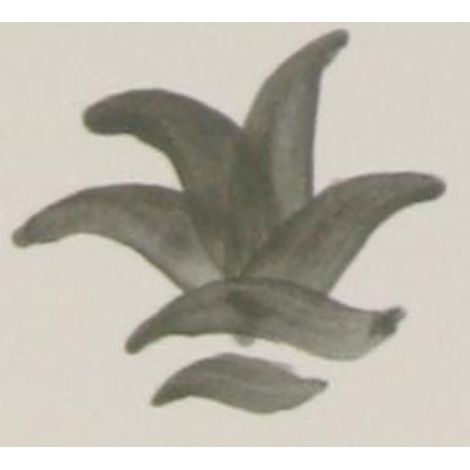 Colorant gris - 100g